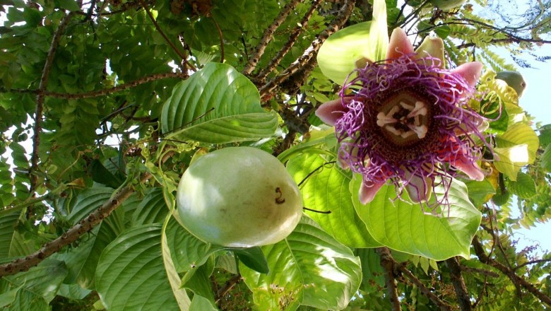 Cây Dưa gang tây. Passiflora quadrangularis L. - Cây Thuốc Nam Quanh Ta